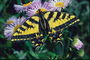 Бабочка на светло-сиреневых цветах