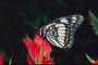 Бабочка с черно-белыми крыльями на красном цветке с прозрачными ворсинками