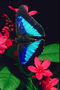 Бабочка с ярко-голубыми крыльями в черном обрамлении