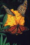 Бабочки в белый горошек на оранжевом цветке