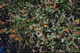 Милионы оранжевых бабочек среди ветвей дерева