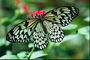 Бабочка с черными полосами и точками на крыльях