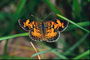 Бабочка с темно-коричневыми краями крыльев