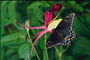 Бабочка тамного цвета на ярко-розовом цветке