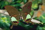 Бабочка с коричневыми крыльями с негладкой поверхностью
