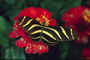 Бабочка на огненно-красном цветке