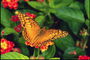 Оранжевая бабочка на красно-оранжевом цветке