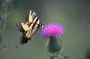 Бабочка с фигурной формой крыльев над ярко-розовым цветком колючки