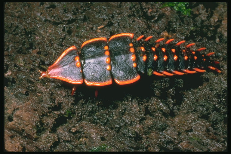 Жук черного цвета с ярко-оранжевыми шипами на спине