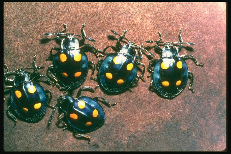 Маленькие круглые жуки темно-синего цвета с желтыми точками на спине