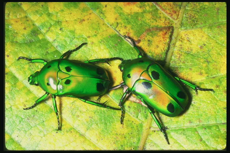 Жуки с блестящими панцырями зеленого цвета