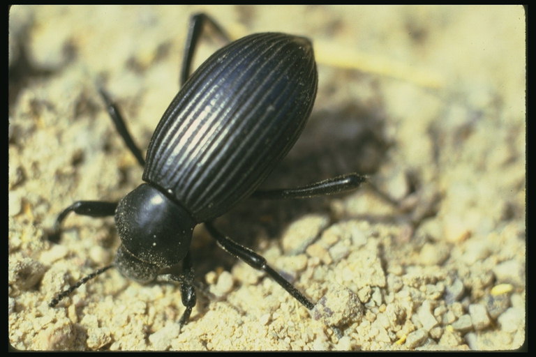 Черный жук с волнистым телом