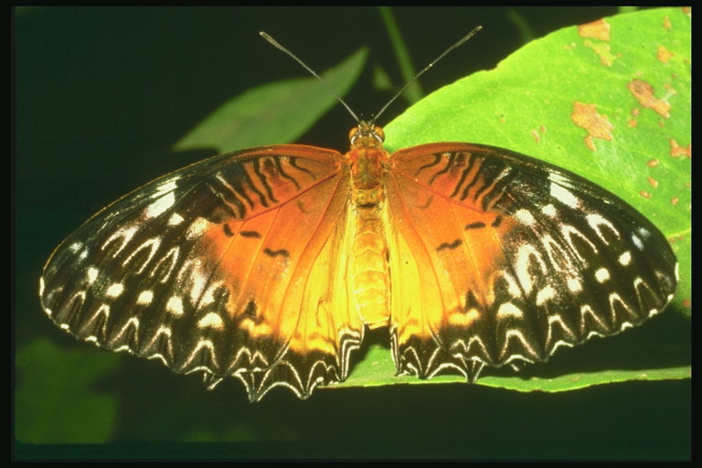 Бабочка с оражево-желтыми крыльями