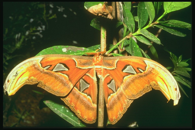 Бабочка с выгнутой формой крыльев