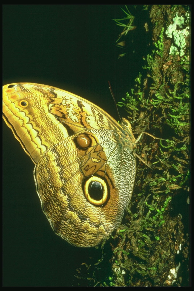Бабочка песочного цвета на стовбуре дерева во мхе