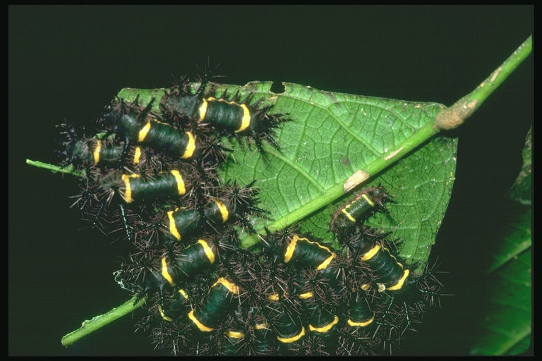 Гусеницы темно-зеленого цвета на листке
