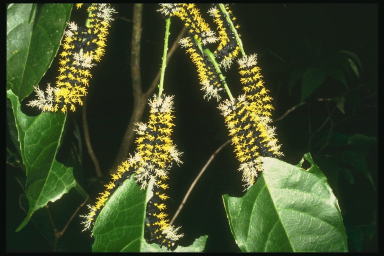 Ярко-желтые пушистые гусеницы в черную полоску