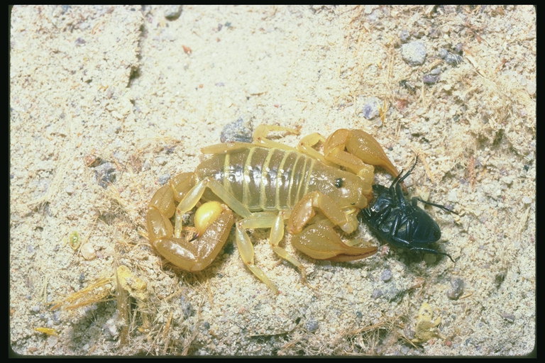Прозрачное тело скорпиона
