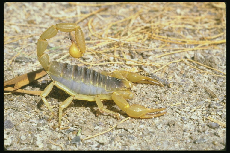 Скорпион среди сухой травы