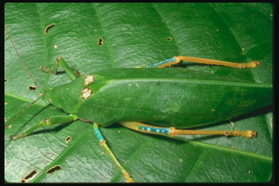 Темно-зеленый жук с длинными оранжево-коричневыми лапами