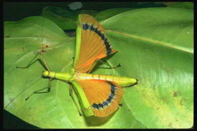 Кузнечик ярко-салатового цвета с оранжевыми крыльями