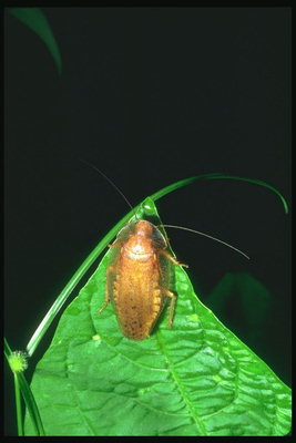 Светло-коричневый жук с длинными усами