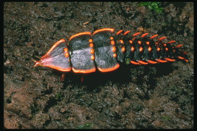 Жук черного цвета с ярко-оранжевыми шипами на спине