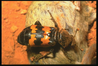 Большой коричнево-оранжевый жук сидит на шерсти животного