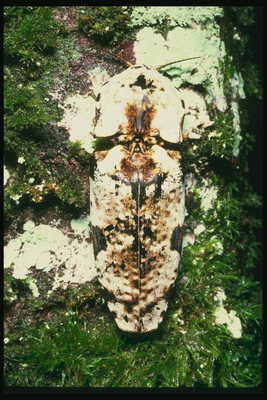 Жук с продолговатой формой тела белого цвета в светло- и темно-коричнивых точках