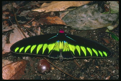 Мотылек с широкими крыльми черного цвета и ярко-лимонными полосками на крыльях