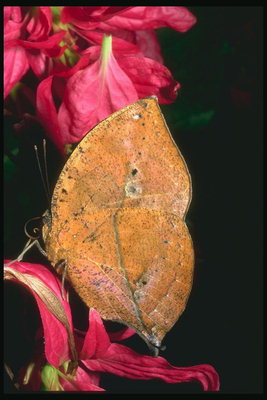 Бабочка с большими светло-коричневыми крыльями на фоне розовых орхидей
