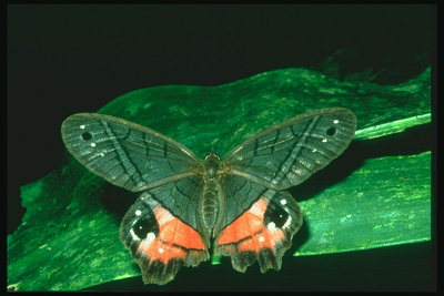 Мотылек темно-зеленого цвета с синеватыми жилками на крыльях