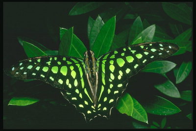 Бабочка в пестрых зеленых точках