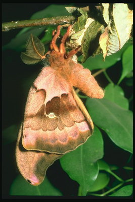 Бабочка с пушистыми усиками на ветке
