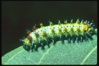 Гусеница с разноцветными шипами