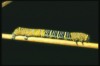 Леопардовой окраски гусеница