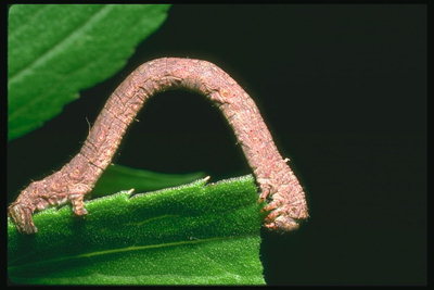 Светло-розовая гусеница на краю листка