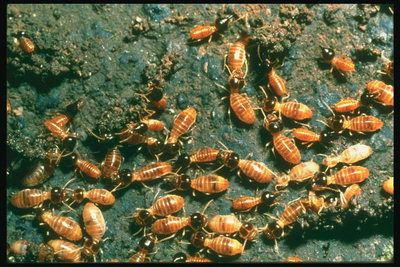 Разновидность муравьев