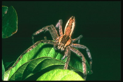 Коричневый паук с мохнатыми лапами