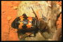 Большой коричнево-оранжевый жук сидит на шерсти животного
