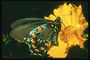 Бабочка черного цвета с синими и оранжевыми капельками на крыльях