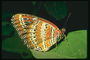 Бабочка с волнистой формой крыльев. Бежевая и коричневая цветовые гаммы