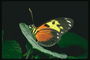 Бабочка с короткими лапами и длинными усиками