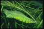 Ярко-салатовый кокон на ветке среди тонких листьев