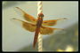 Светло-коричневая стрекоза с полупрозрачными крыльями