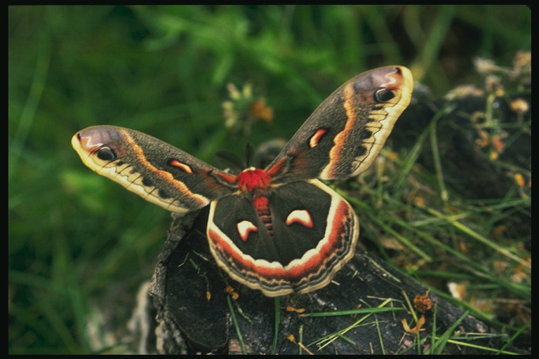Бабочка с крыльями коричневого и красного тонов