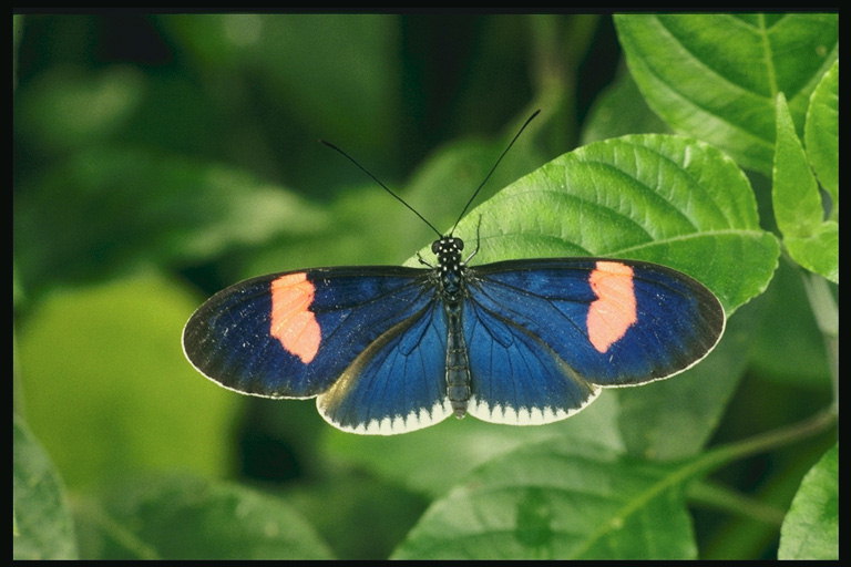 Мотылек с темно-синими крылышками