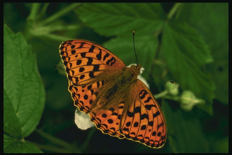 Бабочка темно-оранжевого цвета с темно-коричневыми точками