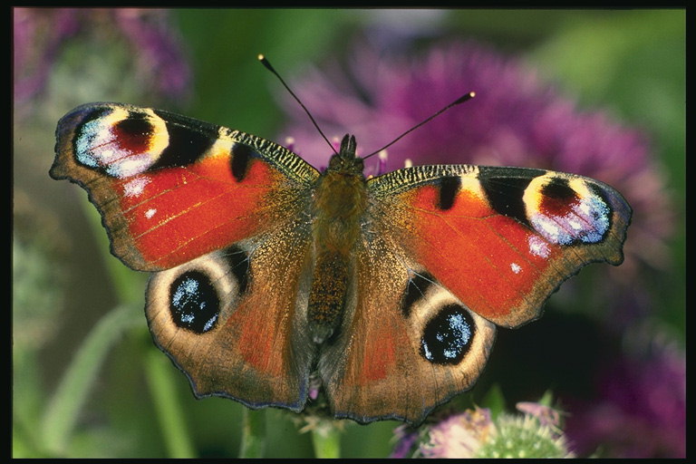 Бабочка с неровными краями крылышек