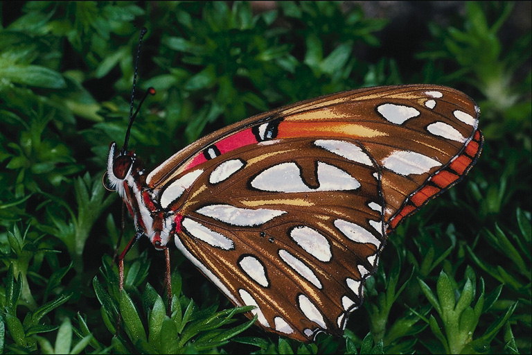 Бабочка с полосатым телом